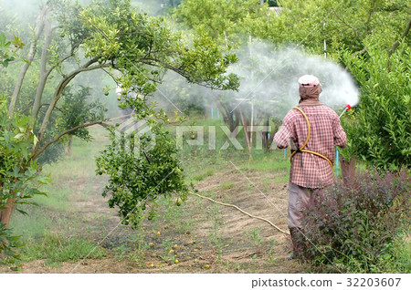 farmer spray pesticide in orchard 32203607