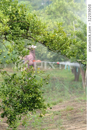 farmer spray pesticide in orchard farmer spray pesticide in orchard 32203608