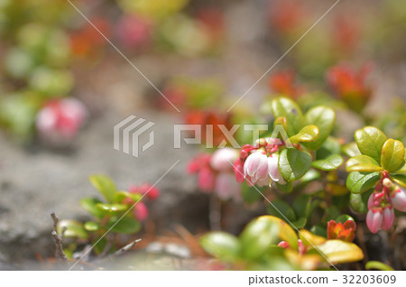 Bilberry Flower at Nikko Shirane Mountain Bilberry Flower at Nikko Shirane Mountain 32203609