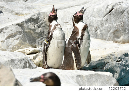 橫濱動物園Zurasia的洪堡企鵝 橫濱動物園Zurasia的洪堡企鵝 32203722