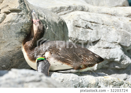 Yokohama Zoo Zurasia's Humboldt Penguin 32203724