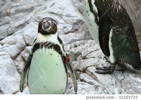 Yokohama Zoo Zurasia's Humboldt Penguin 32203725