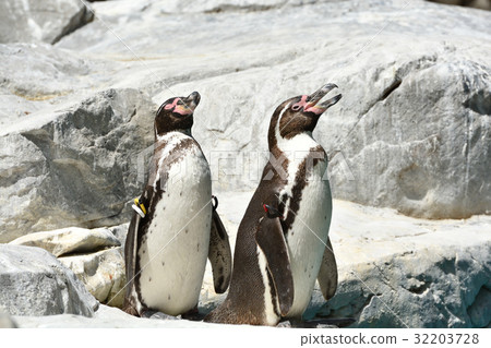 橫濱動物園Zurasia的洪堡企鵝 32203728