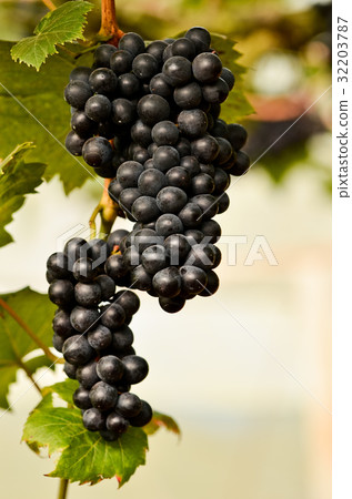 grapes grapes 32203787