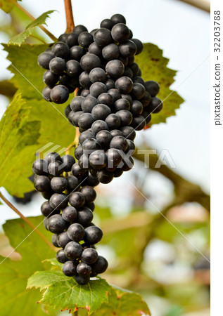 grapes grapes 32203788