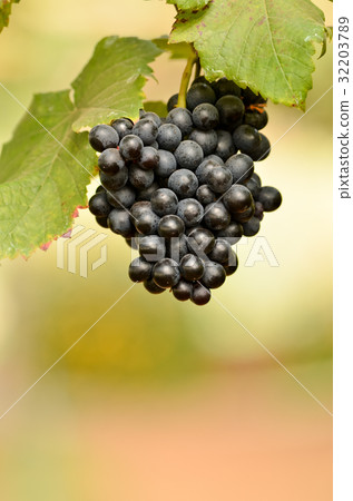 grapes grapes 32203789