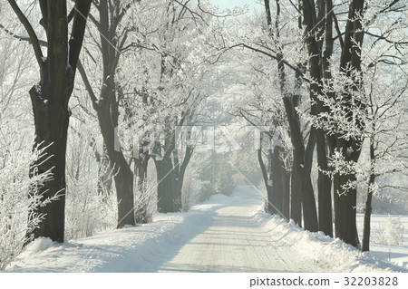 Winter country road among frosted maple trees Winter country road among frosted maple trees 32203828