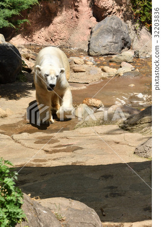 Yokohama Zoo Zollasia's Polar Bear 32203836