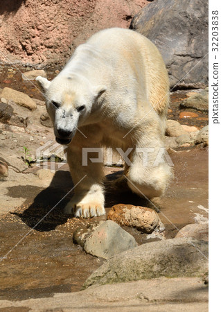 Yokohama Zoo Zollasia's Polar Bear 32203838