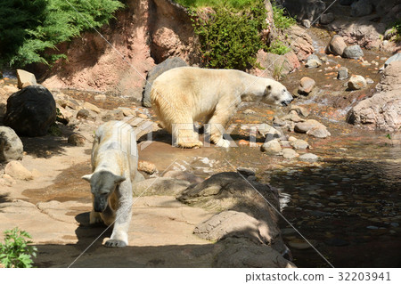 Yokohama Zoo Zollasia's Polar Bear 32203941