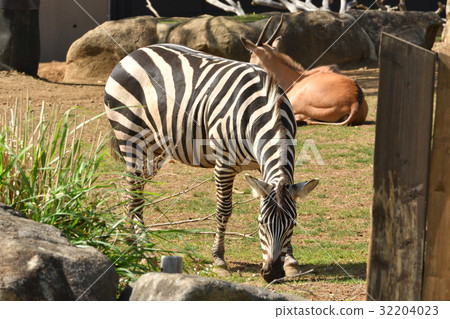 橫濱動物園Zoorasia 32204023