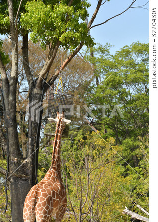Yokohama Zoo Zoorasia Yokohama Zoo Zoorasia 32204305