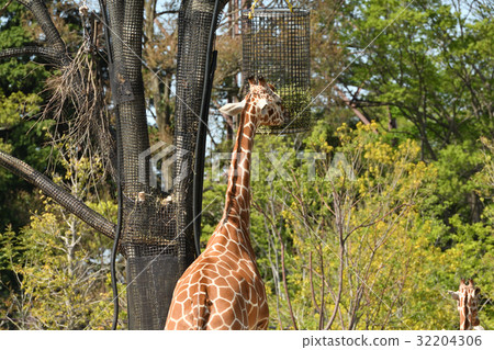 Yokohama Zoo Zoorasia 32204306