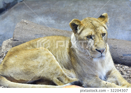 橫濱動物園Zoorasia獅子 32204307