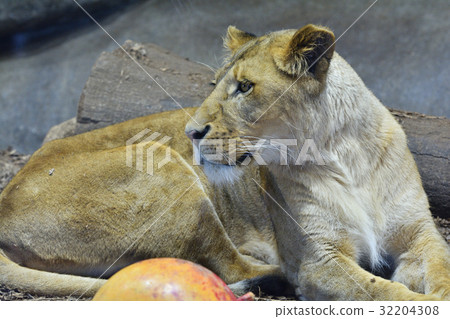 Yokohama Zoo Zoorasia Lion 32204308