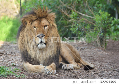 橫濱動物園Zoorasia獅子 32204309