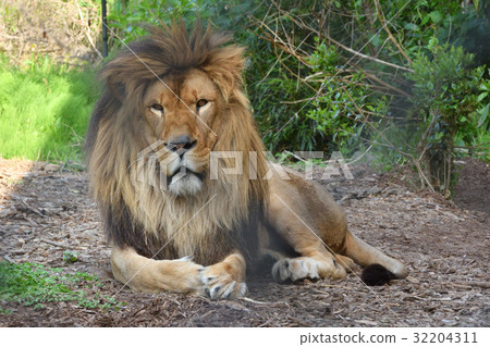 橫濱動物園Zoorasia獅子 32204311