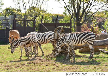 Yokohama Zoo Zoorasia 32204387