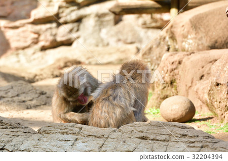 Yokohama Zoo Zoorasia 32204394