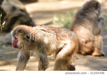 Yokohama Zoo Zoorasia 32204396