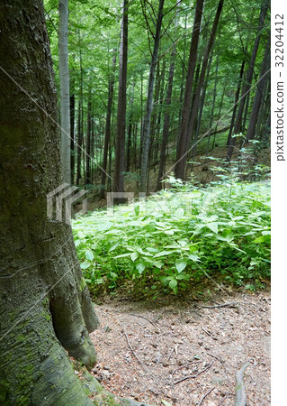Primeval forest in South West Poland Primeval forest in South West Poland 32204412