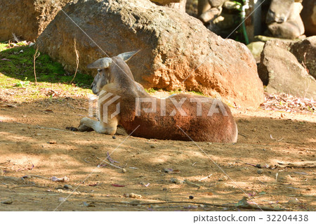 Yokohama zoo Zoorasia's red kangaroo 32204438