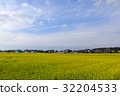 Rapeseed field 32204533