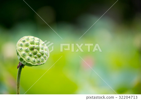 一朵蓮花 32204713