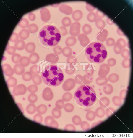 White blood cells on red blood cells background. 32204818