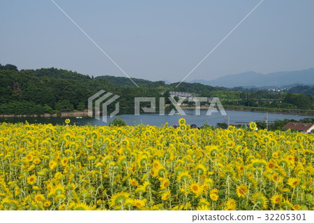 富岡市Niusako和向日葵向日葵 富岡市Niusako和向日葵向日葵 32205301