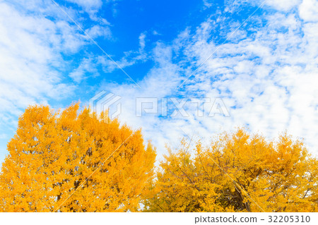 Yellow leaves and clouds of ginkgo biloba Yellow leaves and clouds of ginkgo biloba 32205310