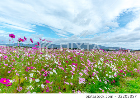 Cosmos field Cosmos field 32205857