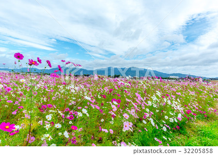 Cosmos field Cosmos field 32205858