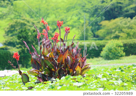 Canna flower 32205989