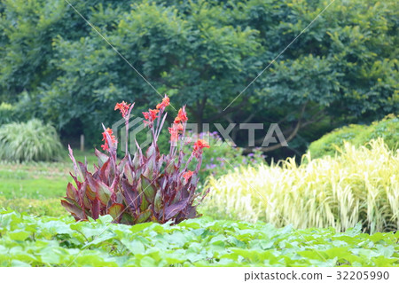美人蕉花 美人蕉花 32205990