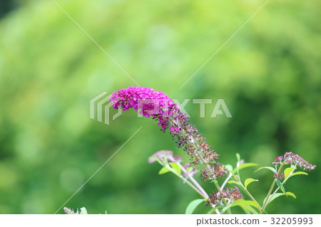 佛花 佛花 32205993