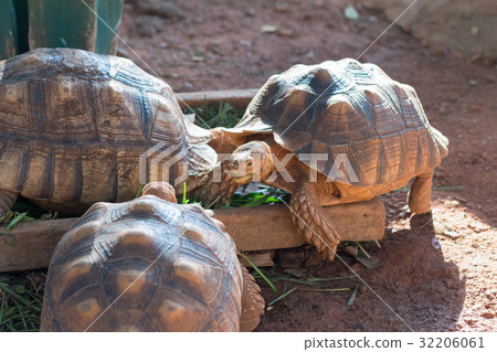 Sulcata tortoise is one of the largest tortoise 32206061