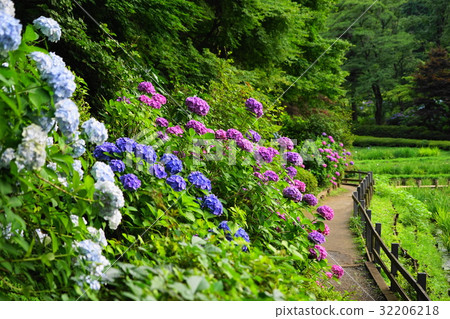 June Pharmaceutical Pond Park 07 Shoumu · Hydrangea Festival 32206218