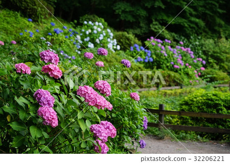 June Pyuusha Pond Park 10 Shoumu · Hydrangea Festival June Pyuusha Pond Park 10 Shoumu · Hydrangea Festival 32206221