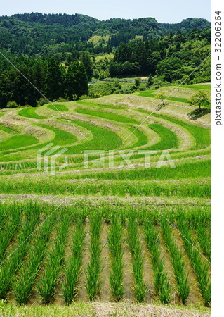 June Kamogawa-shi 09 Green rice paddy · Oyama Senjita 32206264