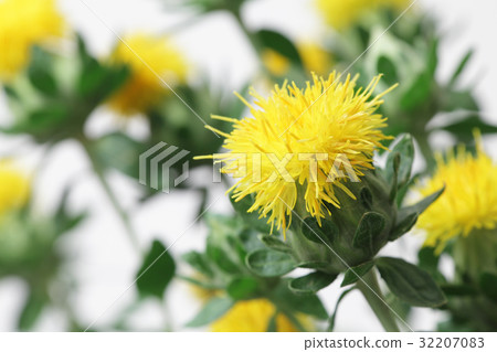 Safflower Safflower 32207083