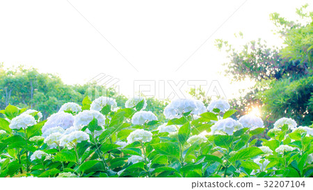 繡球 繡球 32207104