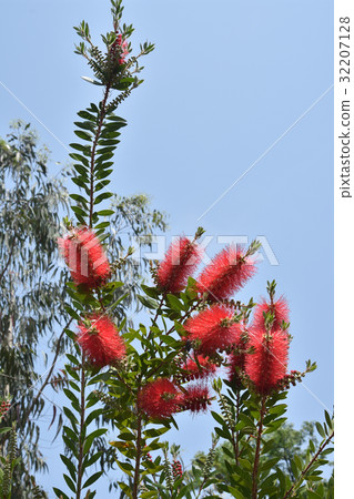 Brush cockroach Brush cockroach 32207128