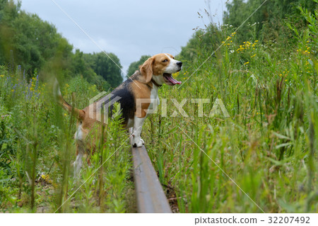 Beagle on a walk in the summer Beagle on a walk in the summer 32207492