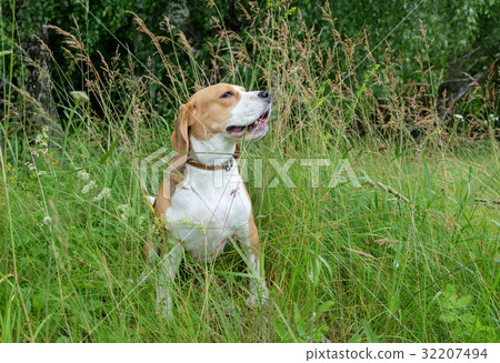 Beagle on a walk in the summer Beagle on a walk in the summer 32207494
