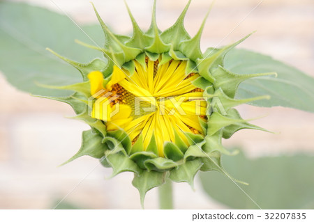 Sun Flower Sun Flower 32207835