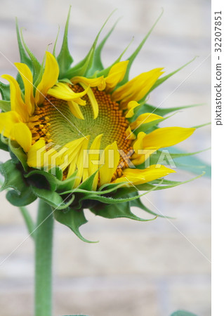 向日葵 向日葵 32207851