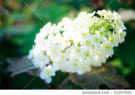  hydrangea 32207892