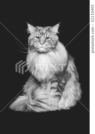 Beautiful maine coon cat Beautiful maine coon cat 32210405
