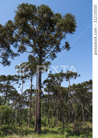 Araucaria Araucaria 32210585